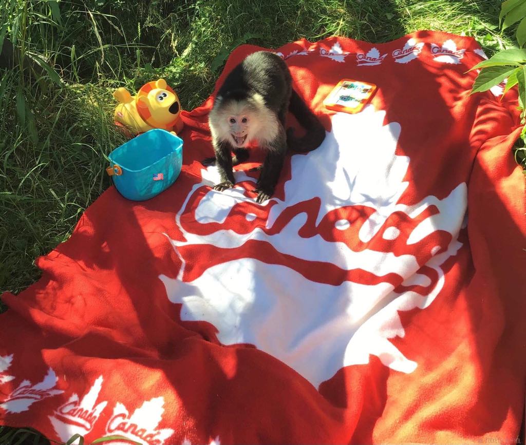 I am Pockets Warhol and I am Canadian! Happy Canada Day from me!🇨🇦🐵#bekindtoanimals #AFTERLIFE #storybookmonkeys
