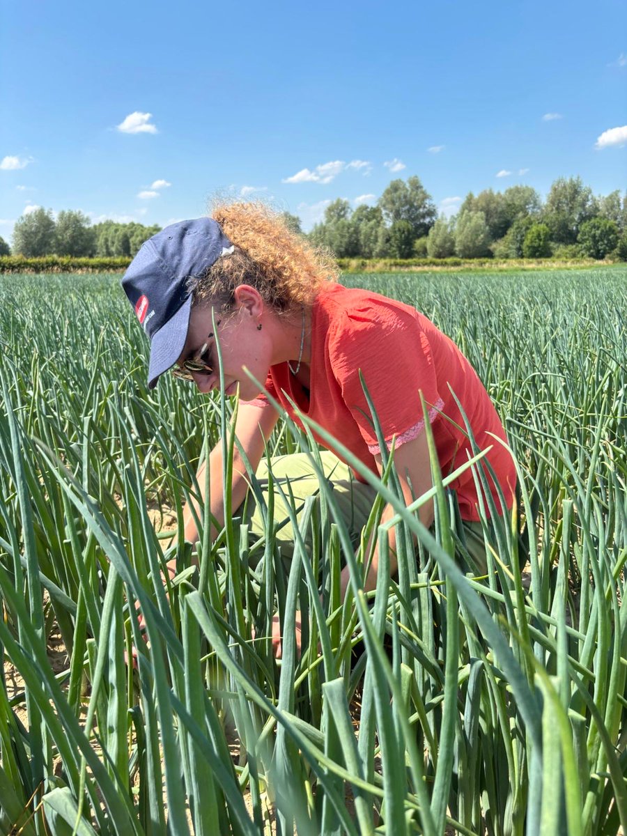 🧅 Nos équipes Field Solutions évaluent sur le terrain l’efficacité de LALGUARD M52 OD contre le thrips de l’oignon, ravageur impactant la qualité et le rendement. 1ers résultats très encourageants : baisse d’activité et de dégâts. #Biocontrôle #FieldSolutions #Thrips #Onion