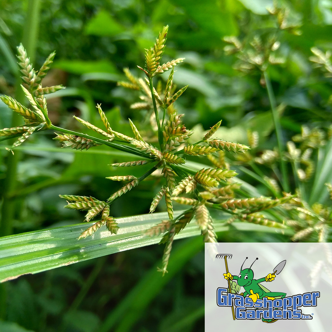 GrasshopperGrdn's tweet photo. Struggling with stubborn weeds popping up in your lawn? It might be nutsedge, a tricky weed that looks like grass but is anything but! Learn how to spot it and get rid of it for good in our latest blog. 🌱 https://t.co/WZ6GJdZOFX

#lawncare #nutsedge #grasshoppergardens #lawn https://t.co/MHoivxjosx