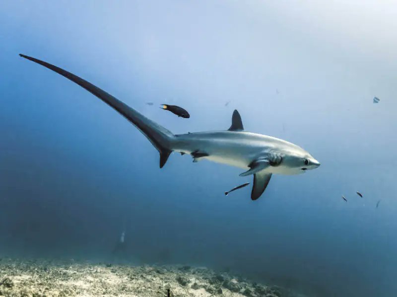 SharkiesOTD's tweet photo. ♡ Thresher Shark https://t.co/AilAx4WT1e