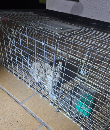 MetroCDMX's tweet photo. Durante la madrugada de este martes, personal de la Coordinación de Gestión Integral de Riesgos y Protección Civil, lograron el rescate de un felino que se encontraba bajo andén de la estación Copilco de la Línea 3. 

El gatito se trata de una hembra, color pardo, que ya había sido detectada en la zona en días previos.