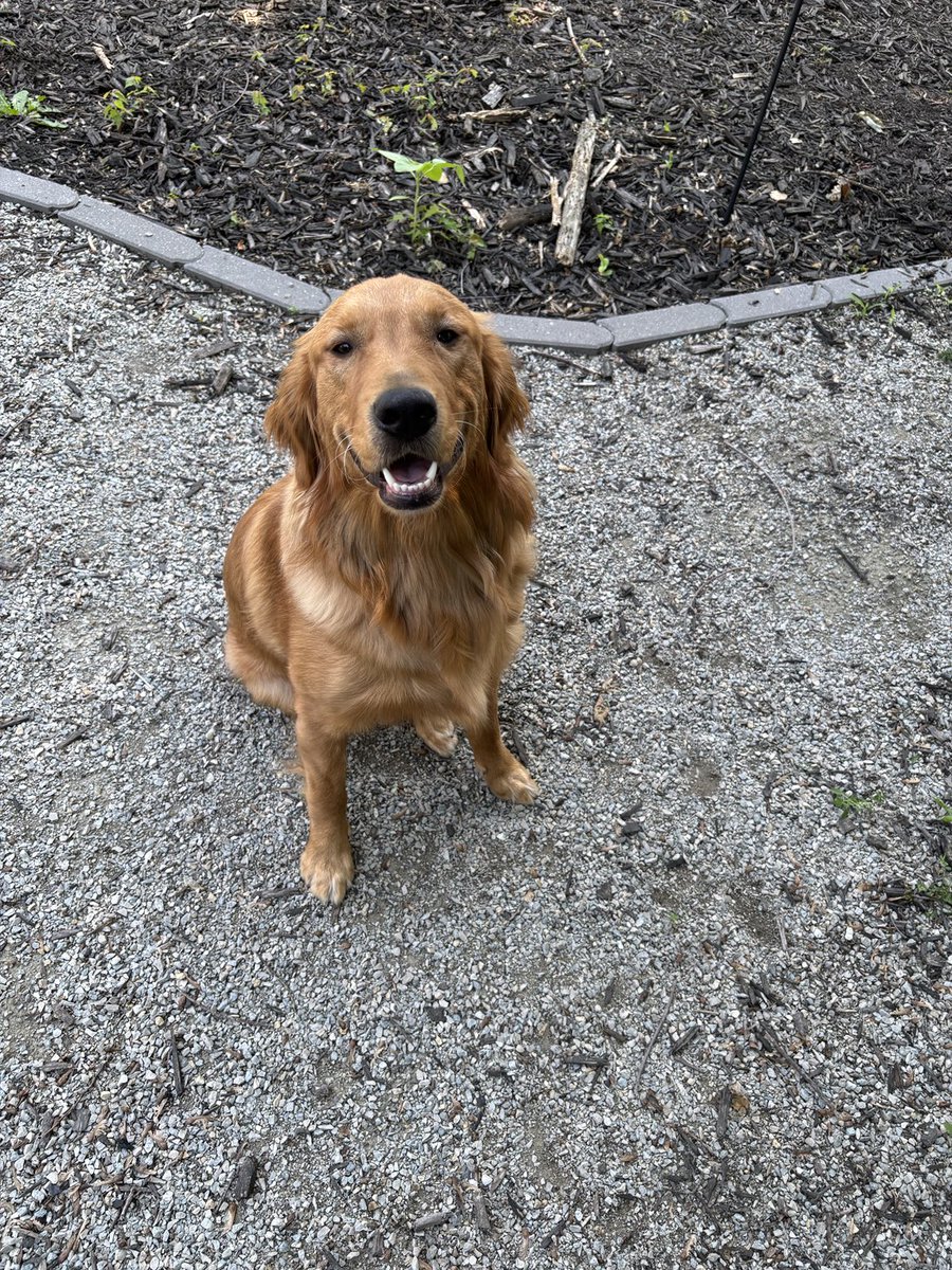 Happy July from da Fluffybutt Brothers!
Boop