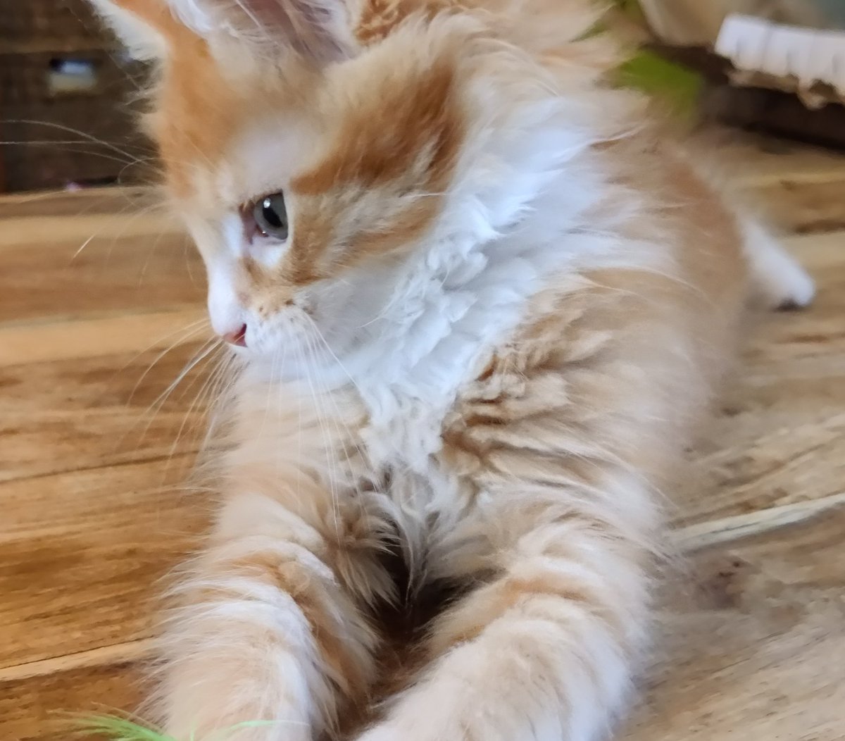 Help us name this little boy? He is joining us in a couple of weeks 
#MaineCoon #CatsofTwittter #kitten #GingerCat #CatsOnX #catstagram