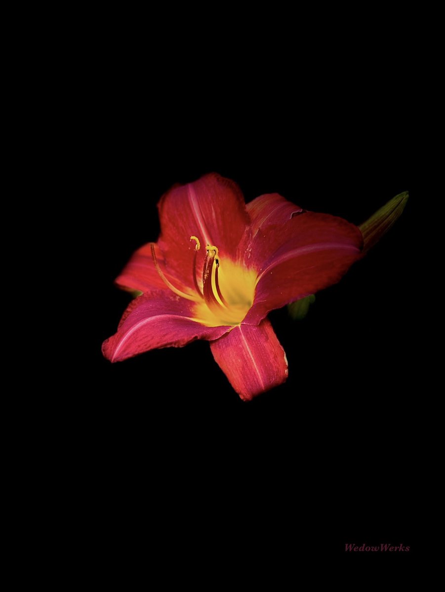 “In the right light, at the right time, everything is extraordinary.” – Aaron Rose

#Daylilies #Orange #Magenta #Nature #Flowers #AGlow #NightForDaylilies #FunWithLighting #PhotographersOfX #WedowWerksPhotography