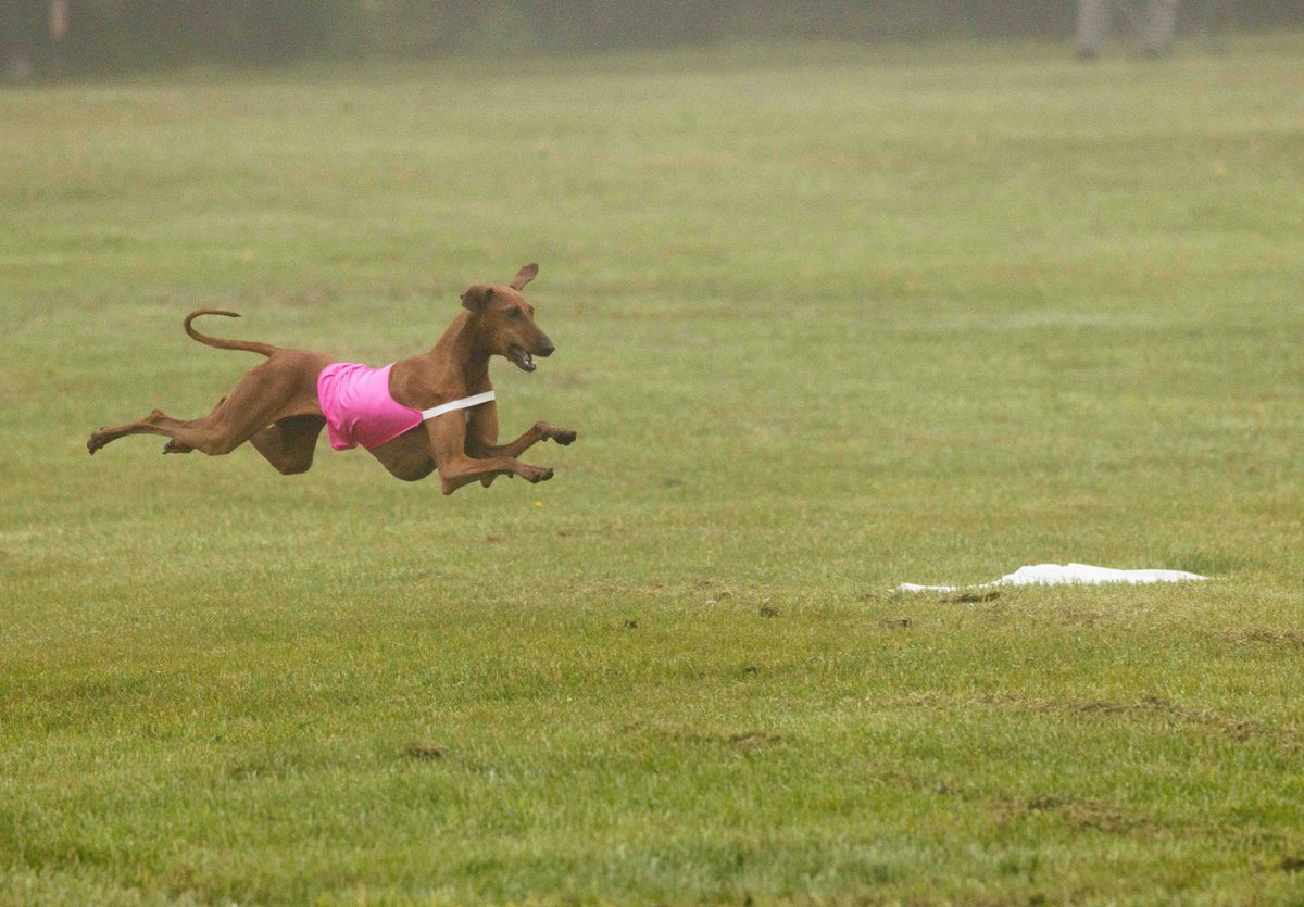 TwoMares's tweet image. I would pay so much money to experience this level of joy even once in my life 😂