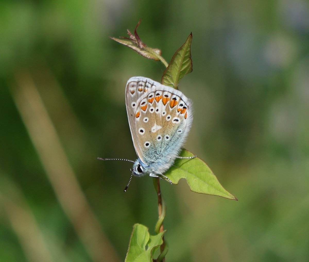 Tony Stanford (@tstanford3722) on Twitter photo Red Admiral and Common Blue, today at Summer Leys NR. <a href="/wildlifebcn/">The Wildlife Trust for Beds, Cambs & Northants</a> <a href="/BedsNthantsBC/">Beds and Northants BC</a> <a href="/Natures_Voice/">RSPB</a> <a href="/NatureUK/">NatureUK</a> <a href="/Britnatureguide/">The British Nature Guide</a> #NaturePhotography Red Admiral and Common Blue, today at Summer Leys NR. <a href="/wildlifebcn/">The Wildlife Trust for Beds, Cambs & Northants</a> <a href="/BedsNthantsBC/">Beds and Northants BC</a> <a href="/Natures_Voice/">RSPB</a> <a href="/NatureUK/">NatureUK</a> <a href="/Britnatureguide/">The British Nature Guide</a> #NaturePhotography