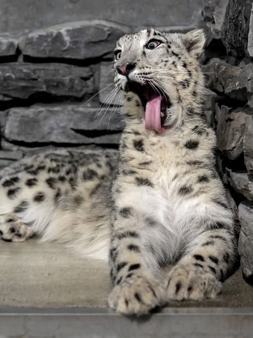 snepreactions's tweet image. completely deranged #incurable #absurdity #snowleopard
