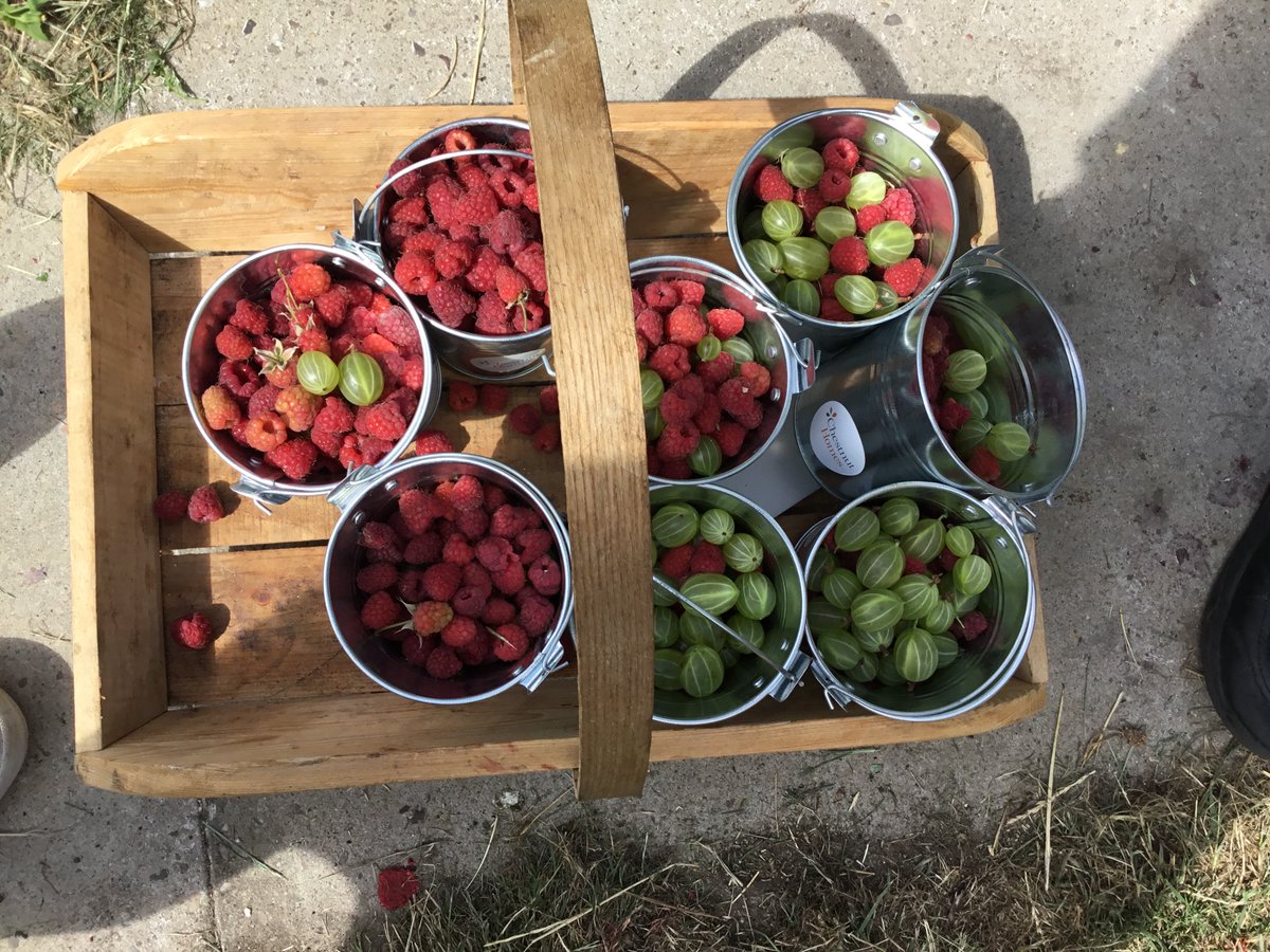 Today Y1 harvested berries for our upcoming picnic. 🧺 
#farmtofork