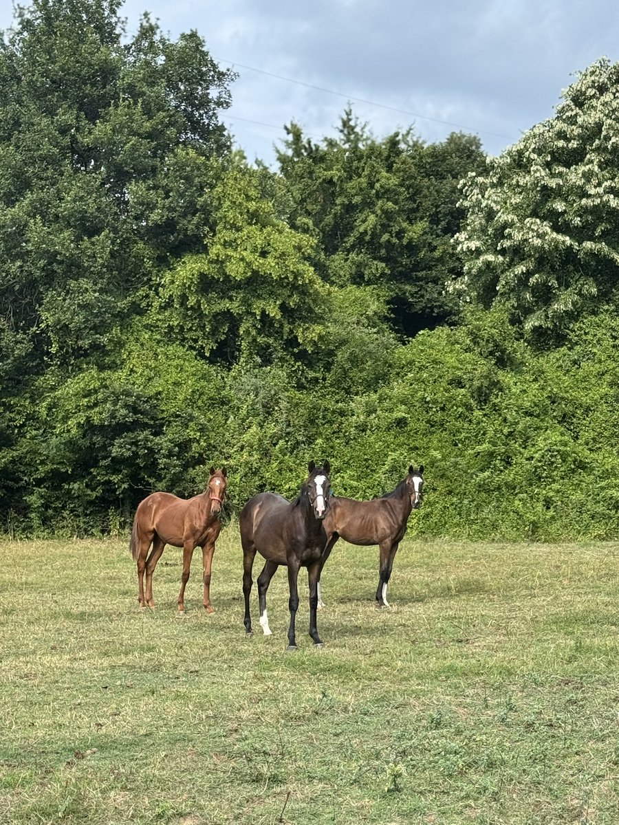 3 silahşörler büyüyor… 🧿🍀

Bu sene sahaya inecek erkek taylarımız için isim önerilerine açığız…

<a href="/YigitStud/">YIGIT Stud</a>