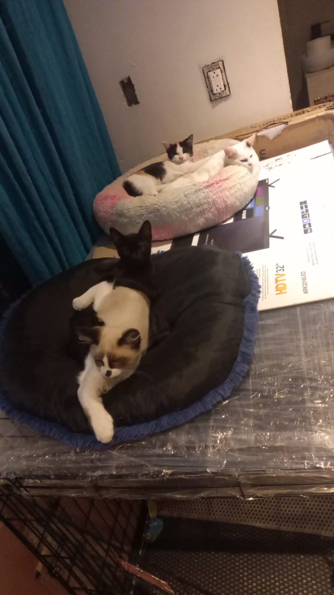 MeowWorkshop's tweet photo. Sé que doy mucha lata, pero se nos juntaron demasiadas cosas y no hemos tenido muchas ventas, hoy toca la renta y el jueves hay que esterilizar 5 bebés y a la mamá tuxedo, nos cobran $400 por cada gato, no creo que podamos esterilizar más como otras veces 😔. https://t.co/3V1R7u9d6I
