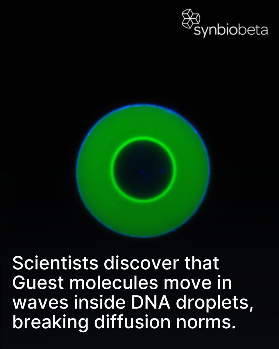 SynBioBeta's tweet image. Guest molecules move in waves inside DNA droplets, breaking diffusion norms. Scientists at Johannes Gutenberg University Mainz @uni_mainz and partners discovered that guest molecules enter DNA condensates via structured waves, not random diffusion, in a Nature Nanotechnology…