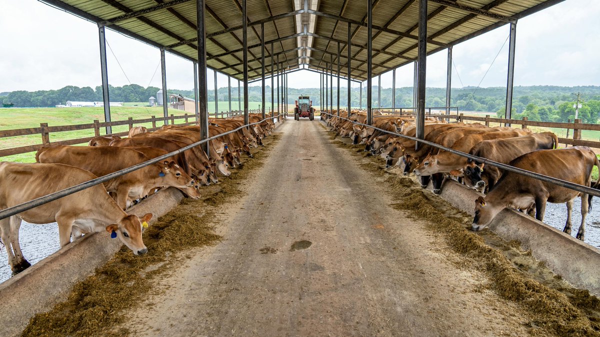 Animals_MDPI's tweet photo. 🌿Day 2 of What Do Ruminants Eat: exploring algae &amp; minerals in ruminant nutrition.
Can seaweed feed reduce methane? How do minerals like zinc (or cadmium!) affect cow health?
Let’s dive into 4 standout Animals journal papers 👇
#RuminantNutrition #WhatAnimalsEat https://t.co/w3OBG8cl65
