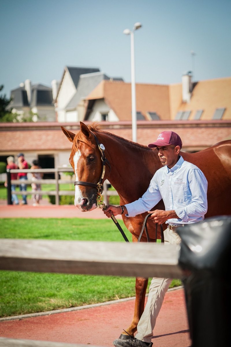 The Channel Consignment & ACF Equine tweet media