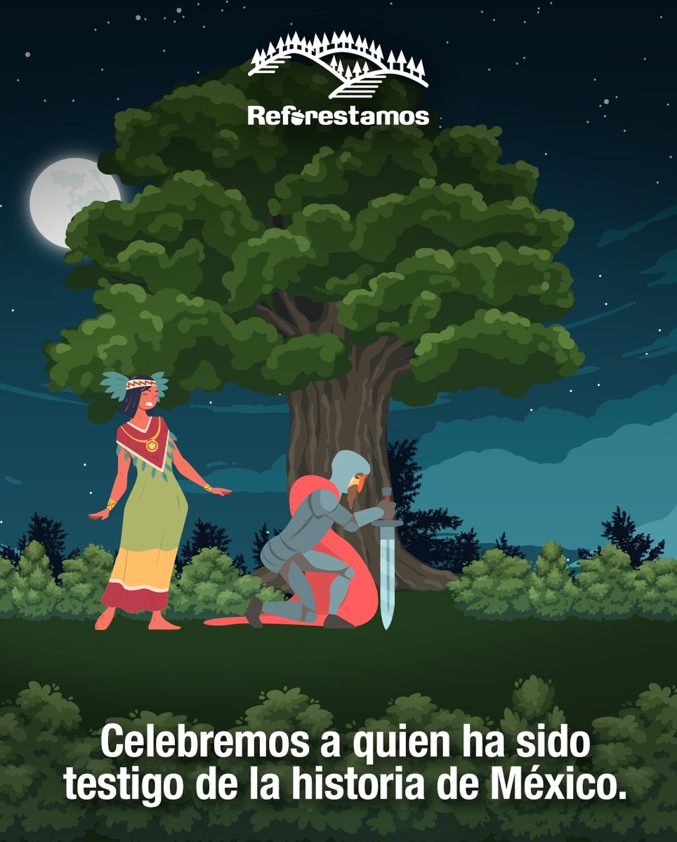 ReforestamosMx's tweet photo. Este #DíaNacionalDelAhuehuete reconozcamos a esta especie de frondoso follaje y gran tamaño, que ha visto pasar bajo su sombra los acontecimientos más importantes de la historia de nuestro país. 🌳🇲🇽 https://t.co/PX5Gw5IaaB