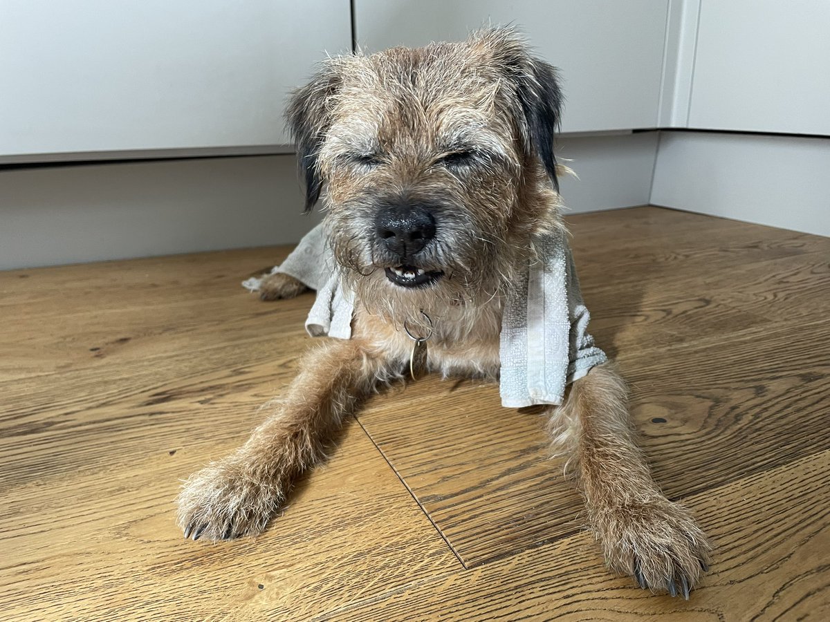 StanleyBorder's tweet image. Pfft. It was nice and cool up Norf today so we went on a normal time work and suddenly the sun came out and got me all hot so she’s thrown a towel on me and now I can’t move #notmoving #rufusdoesntwearcloths also #tongueouttuesday