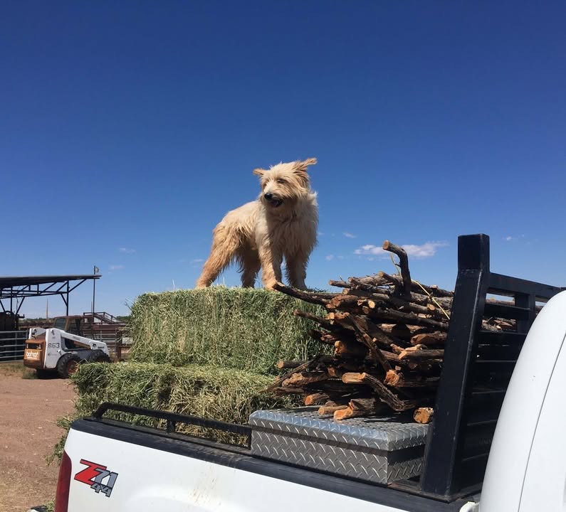 Arizona Farm Bureau (@azfb) on Twitter photo Since it's International Joke Day, here is a farm-related joke to give you a chuckle: What farm animal keeps the best time? - A watchdog. (Photo courtesy Arizona aggie Kevin McFees) #internationaljokeday Since it's International Joke Day, here is a farm-related joke to give you a chuckle: What farm animal keeps the best time? - A watchdog. (Photo courtesy Arizona aggie Kevin McFees) #internationaljokeday