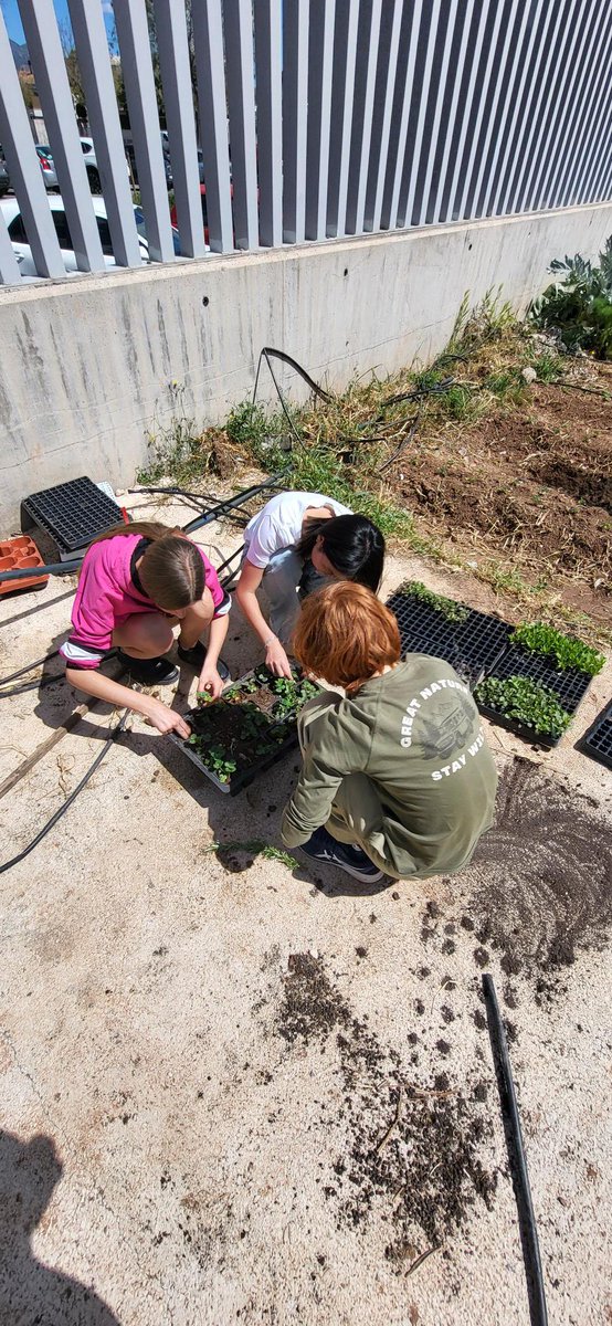 L’alumnat de l’IES La Plana, amb la col·laboració d’alguns pares i mares, ha participat en la plantació de tomaques, pebrots i flors ornamentals al nostre hort escolar. Volem agrair especialment la dedicació dels tutors i tutores, que sempre acompanyen i fan possible tot açò.
