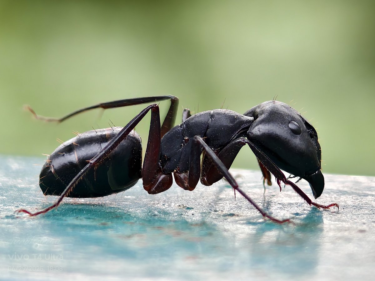 Siva_Bharani's tweet image. Shot on #vivoT4Ultra #NoEdit
porumaiye perumai
Patience is key and 10x is better for macro photos at macro mode
How is it?