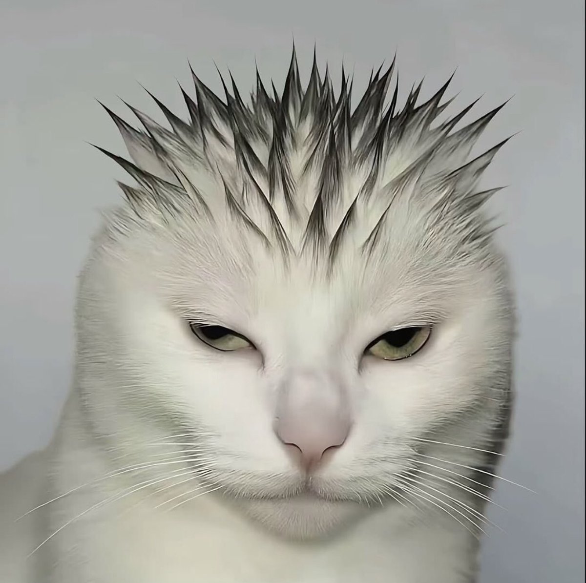 AHHH- BoumBoom thirsting for rabbits. I need to see more cute rabbit ocs. Give now or no porn