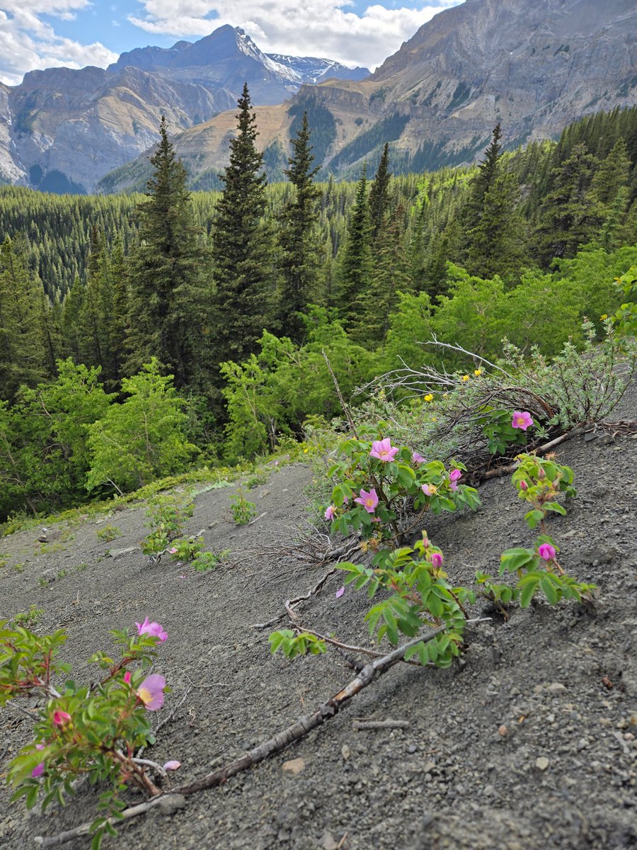 Wildflowers are blooming nicely in the Canadian Rockies.