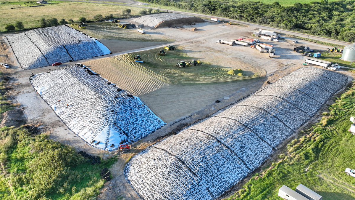 LindsayKimbrell's tweet image. Silage is in full swing in our area. Set to be record tons here and another pit is overbooked. Hopefully a good sign for yields later! 
#silage #cowchow #texascorn