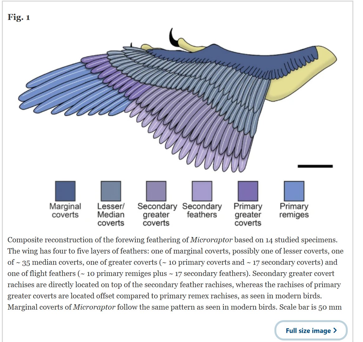 It's fxcking time to  redraw dromaeosaurids guys