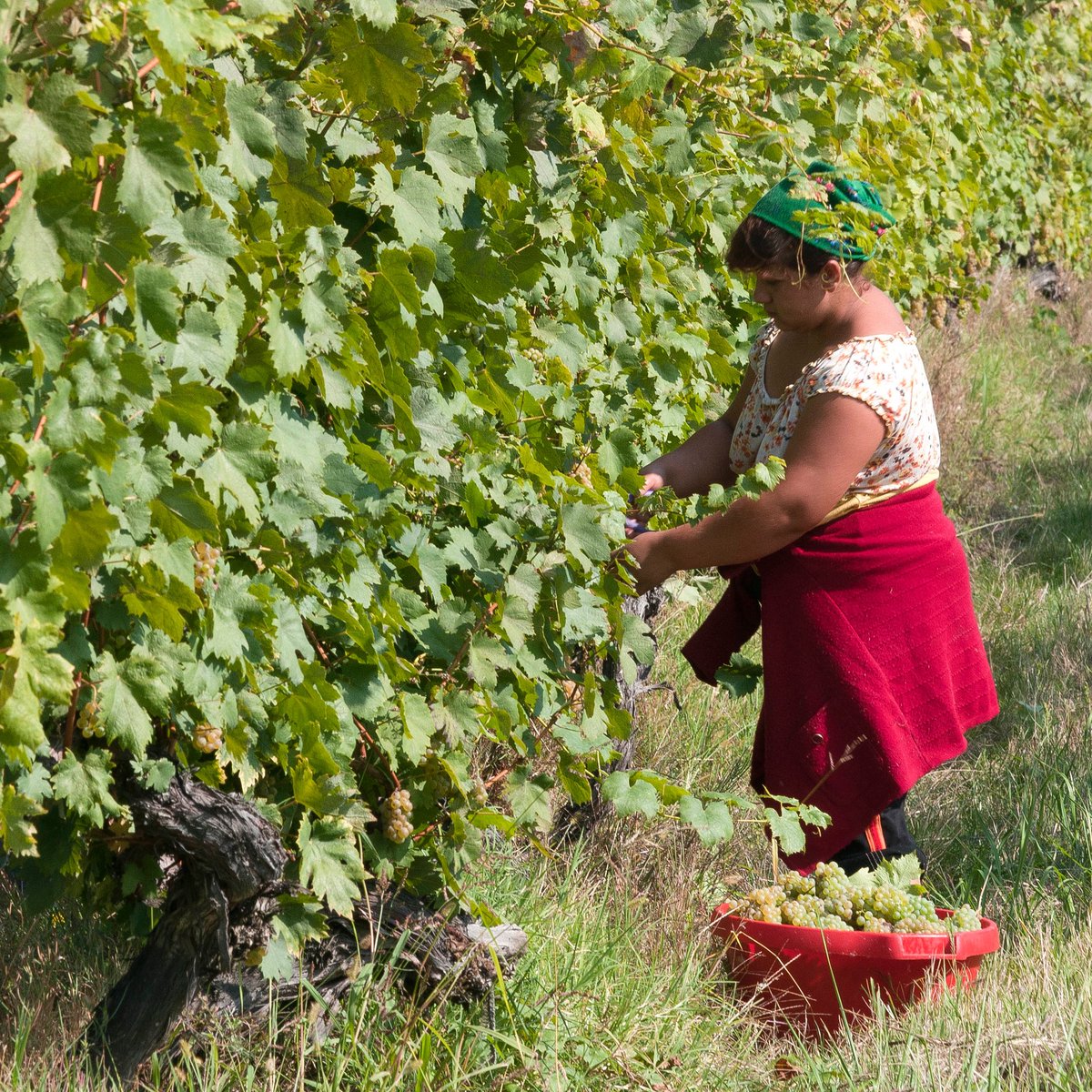 As Europe swelters under a summer heatwave, our vines at Cramele Recaș are racing ahead. But when do you think the 2025 harvest will begin? Drop your guess in the comments – day and month – and we’ll come back to this post when picking starts to see who nailed it.

#winenews