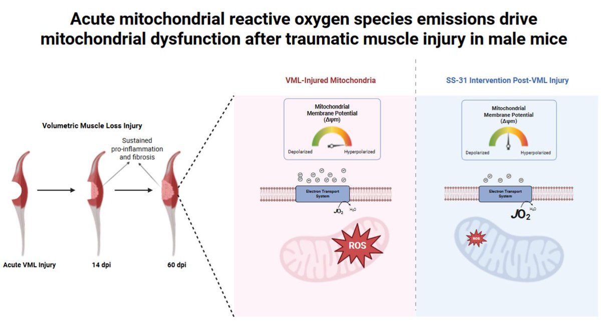 AJPCellPhys's tweet image. Start the new month right with an amazing #ArticleinPress! Acute mitochondrial reactive oxygen species emissions drive #mitochondrial dysfunction after traumatic #muscle injury in male mice (Junwon Heo et al. @universityofga): 

ow.ly/axkW50WijEH