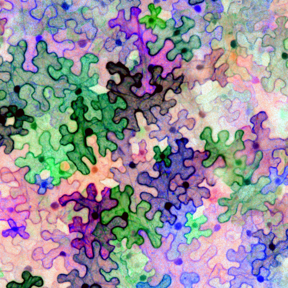 Brunkard Lab tweet media