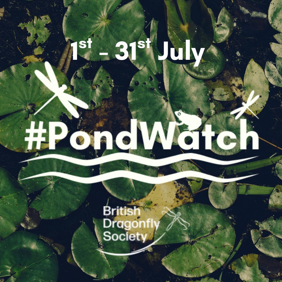 British Dragonfly Society (@bdsdragonflies) on Twitter photo π¦ #PondWatch 2025 is here! π
Spend 30 minutes by a pond anytime between 1st-31st July - watch, listen, smell, feel... and keep an eye out for dragonflies and damselflies!
Anyone can take part. Slow down, look closely, and give PondWatching a go.
π british-dragonflies.org.uk/get-involved/pβ¦ π¦ #PondWatch 2025 is here! π
Spend 30 minutes by a pond anytime between 1st-31st July - watch, listen, smell, feel... and keep an eye out for dragonflies and damselflies!
Anyone can take part. Slow down, look closely, and give PondWatching a go.
π british-dragonflies.org.uk/get-involved/pβ¦