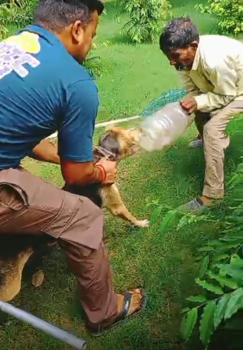 Hunger often leads them into such dire situations.

This is "Jogi," a community dog whose head got stuck in a plastic container carelessly discarded by humans.

Thanks to the dedicated team of volunteers and rescuers from Jahapanah City Forest, Delhi, Jogi was safely rescued.