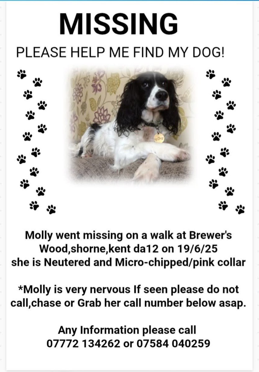 spaniel alert (@rosiedoc2) on Twitter photo MOLLY IS STILL MISSING SINCE 19/6/25
She was on a walk at BREWERS WOOD, Shorne
#CHALK KENT #DA12
Female black & white #Sprocker docked tail
Chipped & spayed
Wearing pink collar
doglost.co.uk/dog/198757
<a href="/Kent_Online/">KentOnline</a> <a href="/02031961pat/">pat faulkner</a> <a href="/alid2912/">ali d</a> <a href="/BitofDecorum/">Debby Morris ๐๐พ๐</a> <a href="/juliagarland73/">Helping the lost home #TeamWales ๐ฌ๐ง</a> MOLLY IS STILL MISSING SINCE 19/6/25
She was on a walk at BREWERS WOOD, Shorne
#CHALK KENT #DA12
Female black & white #Sprocker docked tail
Chipped & spayed
Wearing pink collar
doglost.co.uk/dog/198757
<a href="/Kent_Online/">KentOnline</a> <a href="/02031961pat/">pat faulkner</a> <a href="/alid2912/">ali d</a> <a href="/BitofDecorum/">Debby Morris ๐๐พ๐</a> <a href="/juliagarland73/">Helping the lost home #TeamWales ๐ฌ๐ง</a>
