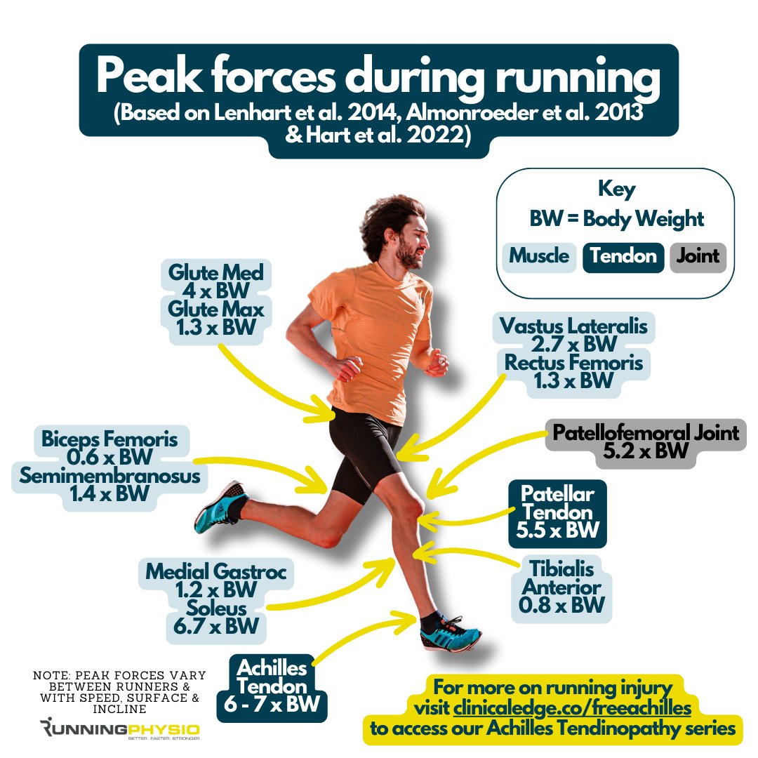 Peak forces on the calf, quads, glutes and hamstrings are high during running which is why it’s important to assess and strengthen these muscles after injury. We cover how to do this and lots more in our free Achilles video series. Access it now at clinicaledge.co/freeachilles