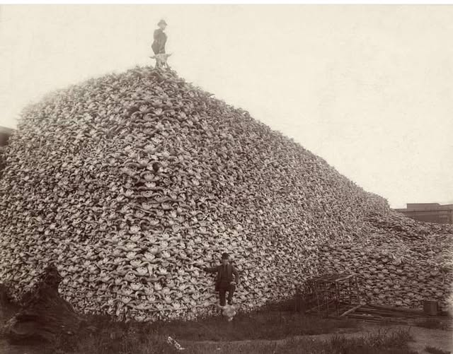 1870 ۔۔۔ امریکہ میں برطانوی سیٹلرز (موجودہ امریکیوں) کے ہاتھوں مارے جانے والی جنگلی بھینسوں Bison کی کھوپڑیاں ۔
ایسا ہرگز نہ تھا کہ انہیں گوشت کی کوئی کمی تھی۔۔۔ بلکہ۔۔۔ اس زمانے میں تو لائیو سٹاک پیداوار کا عروج تھا ، نہ صرف امریکہ بھر میں بیسیوں لاکھ مویشی موجود ...