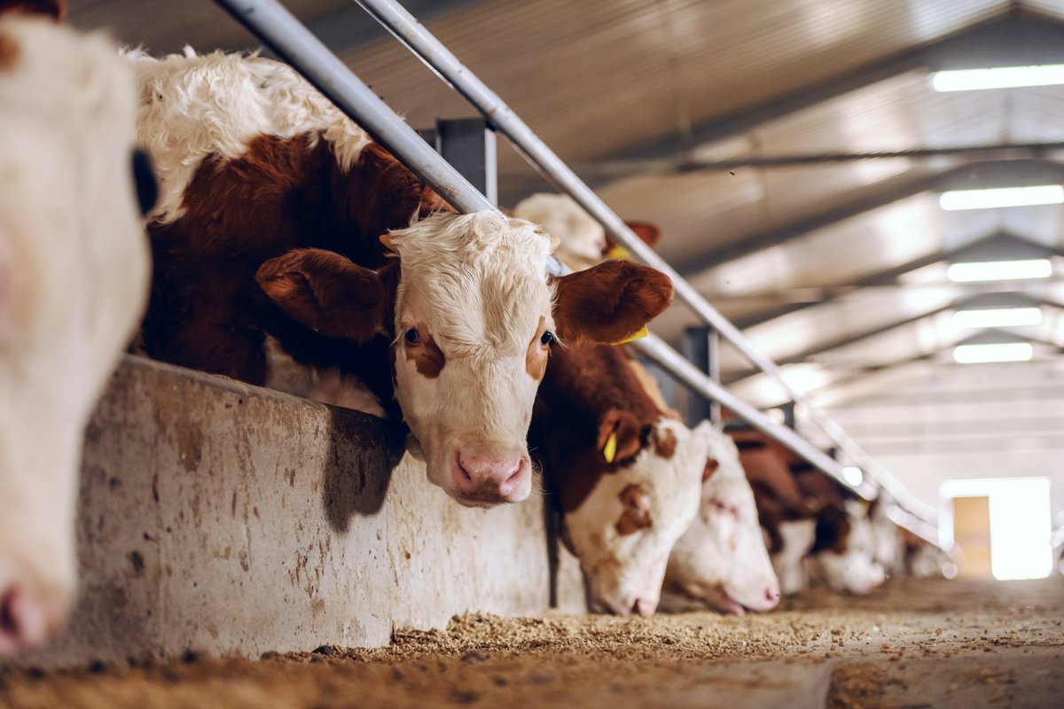 In a @scienceadvances study, <a href="/michiganstateu/">MSU</a> and partner researchers discovered livestock manure is packed with antibiotic resistance genes that could threaten human health.