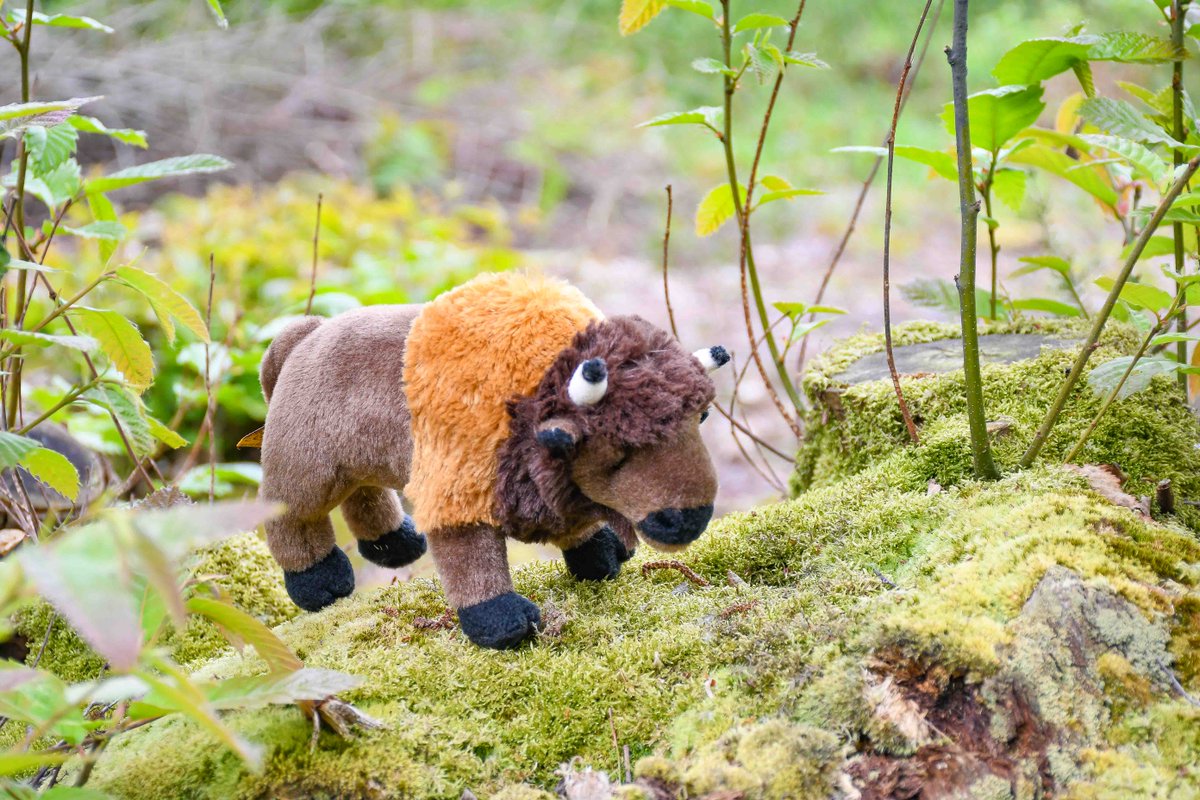 To help celebrate our Wilder Blean Festival, we're offering a discount on our popular Bison Adopt-a-Species pack until the end of July. 🦬

Use the code BISON20 at checkout to save 20% off the normal RRP!

Shop now: kentwildlife.shop/products/adopt…