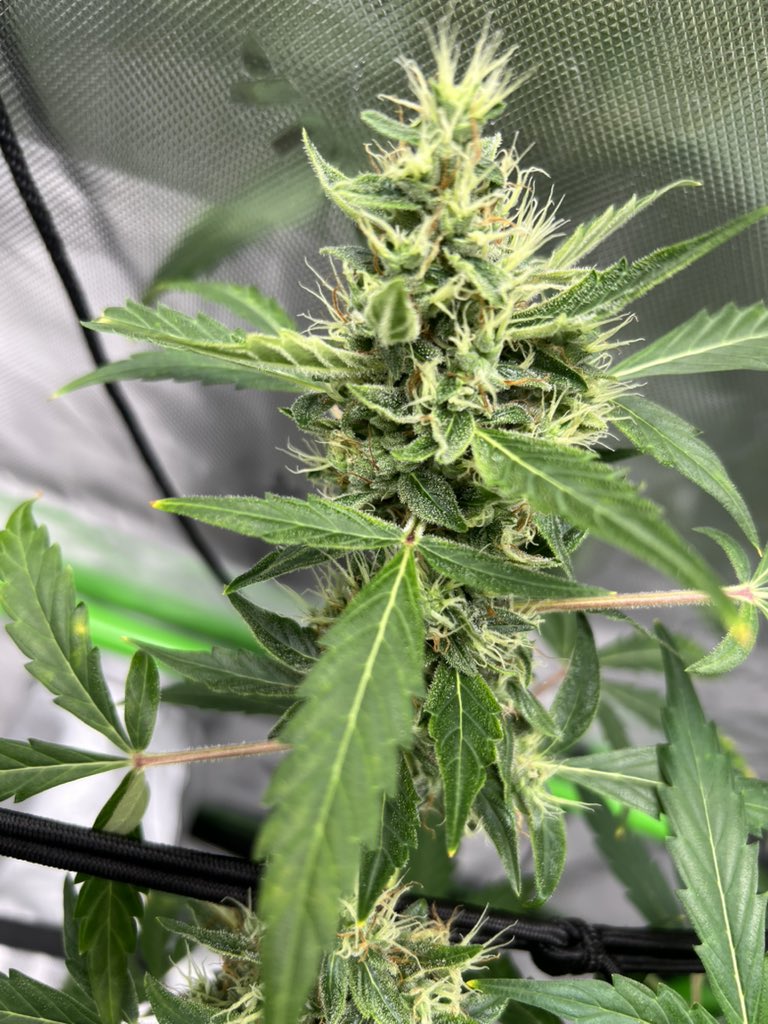 Tyd2it's tweet photo. Still smoking.. still growing.. https://t.co/QyXxLp8ST8