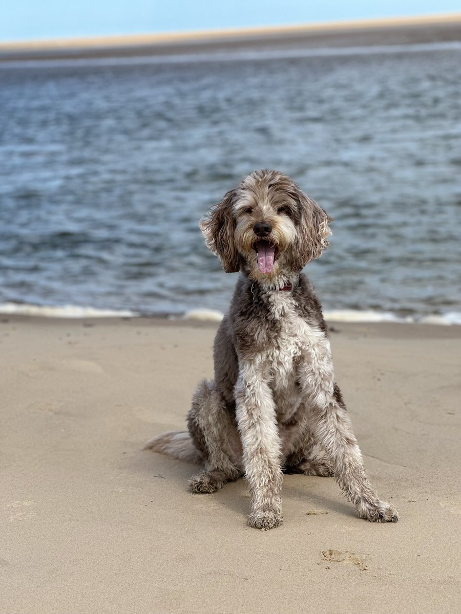 This is July’s picture on our calendar. He was so happy to be back at one of his favourite beaches, Wells Next The Sea 

I love him to bits

#furbaby #dogslife #beachedog #labradoodle #doodle