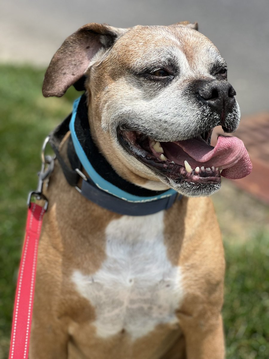 PawsAtHome's tweet image. Beating the heat with cooling collars &amp;amp; shorter walks (on the grass where possible) 🐶☀️🐾