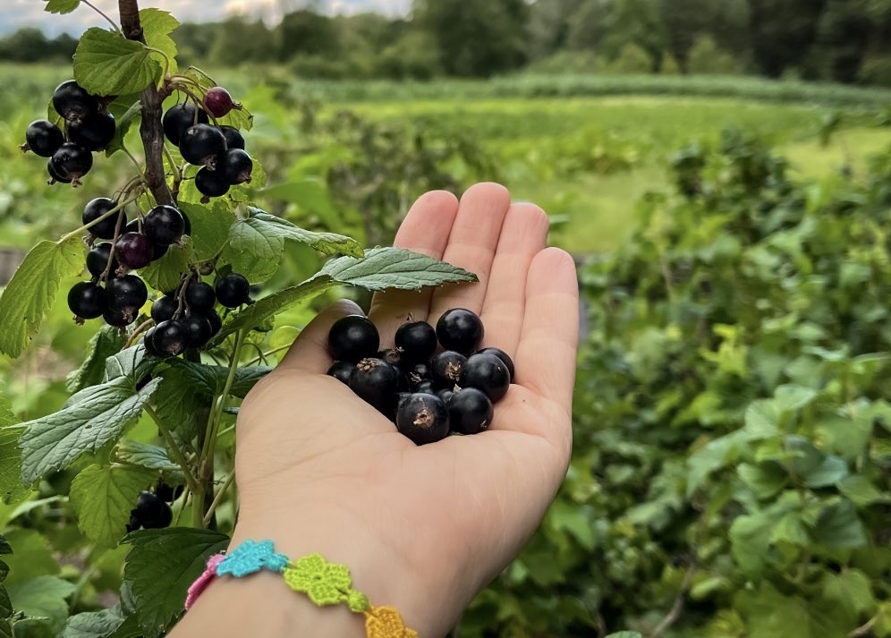 tevy_888's tweet image. Жити в селі - це їсти ягідки з куща 😀
#village #countrylife #blackcurrant 
#nature #therapy