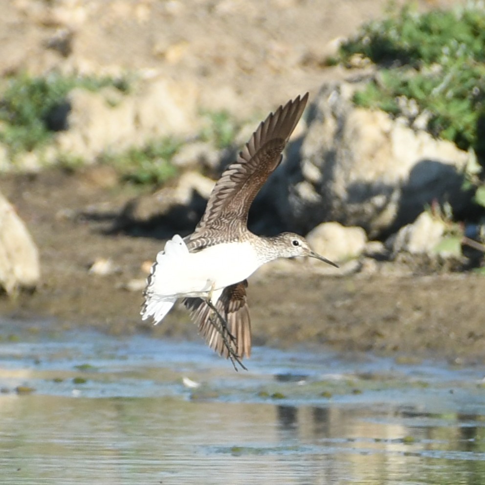 Baldbirder tweet media