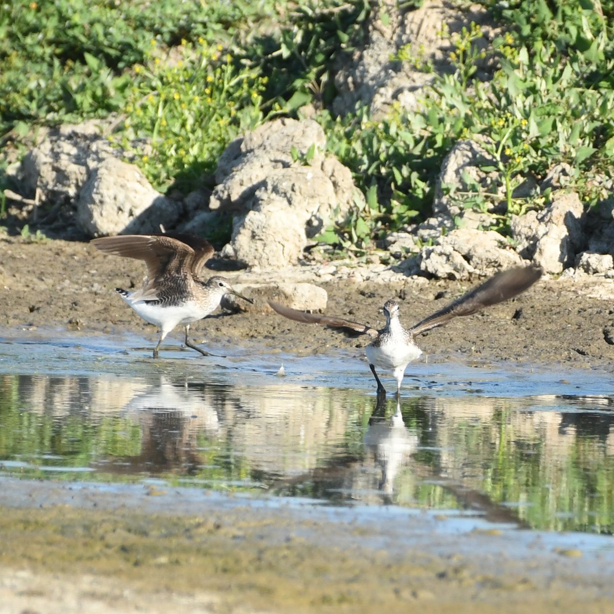 Baldbirder tweet media