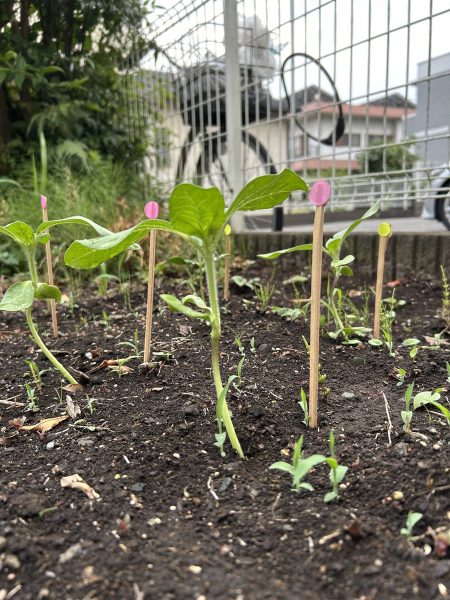 日々成長する、ひまわり🌻