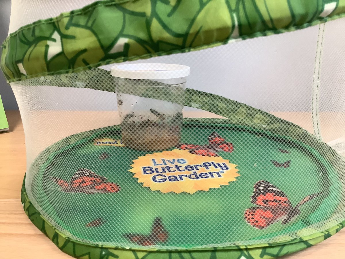 Rachel Micklewright tweet media