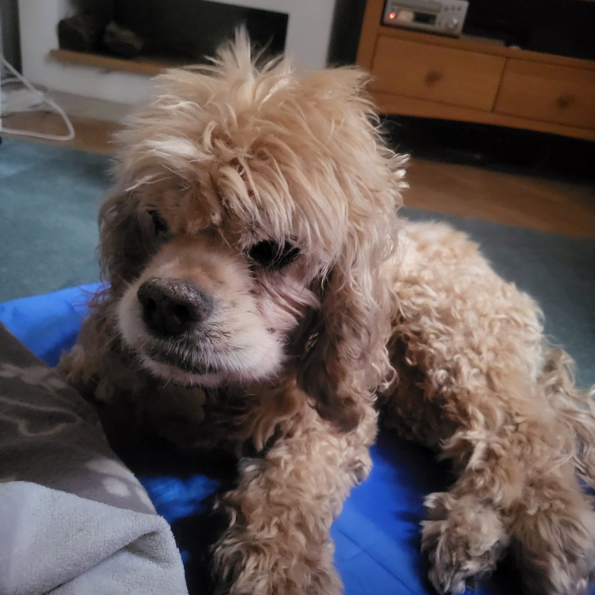 Today I lost my gorgeous sweet baby. Thank you for over a decade of memories. Last photo before I had to say goodbye, I miss her so much already 🩷💔💔