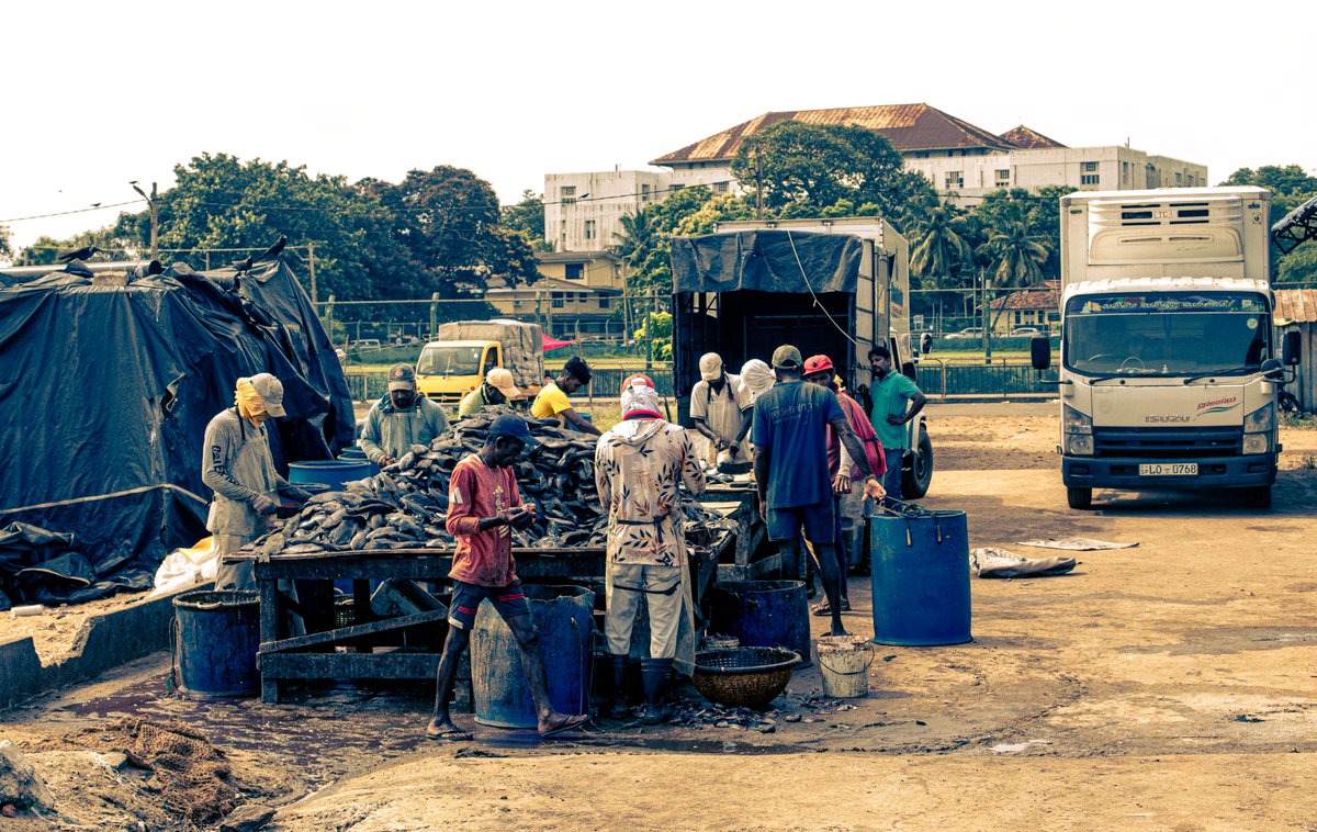 PDKImages's tweet image. Life at the fish market...............
The smell was just as youd imagine it would be when full of fresh and drying fish in the hot sun! A fantastically interesting place to visit and a true assault on all of the senses.
#fish #fishing #fishmarket #negombo #brutal
Happy Tuesday