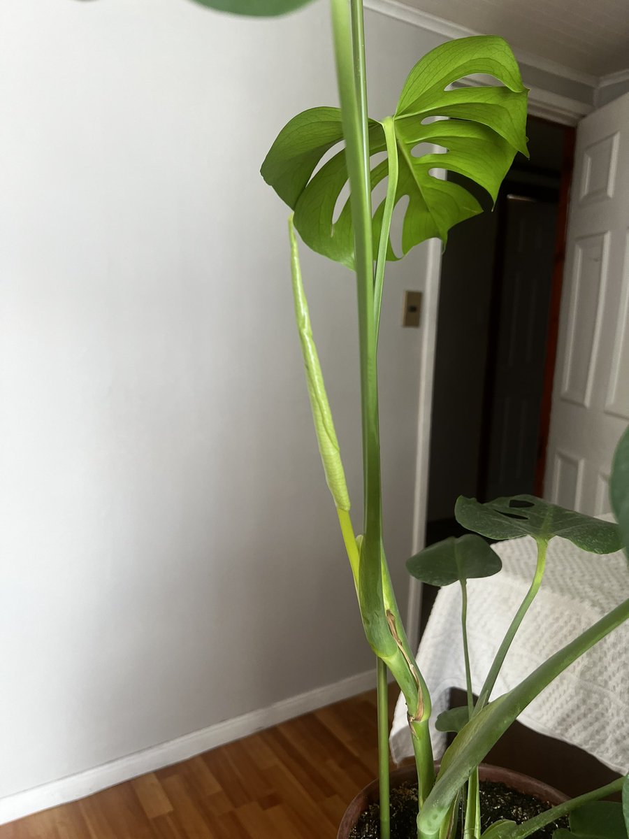 oscargaldames1's tweet photo. Un día eres joven y al otro te alegras porque le va a salir otra hoja a la planta 🤣 https://t.co/f9RfjuLlk2