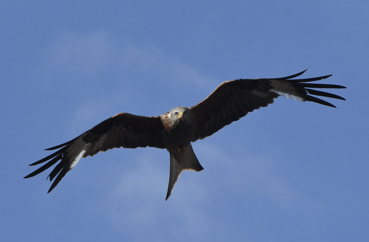 LaurenceMarks (@laurencemarks64) on Twitter photo 