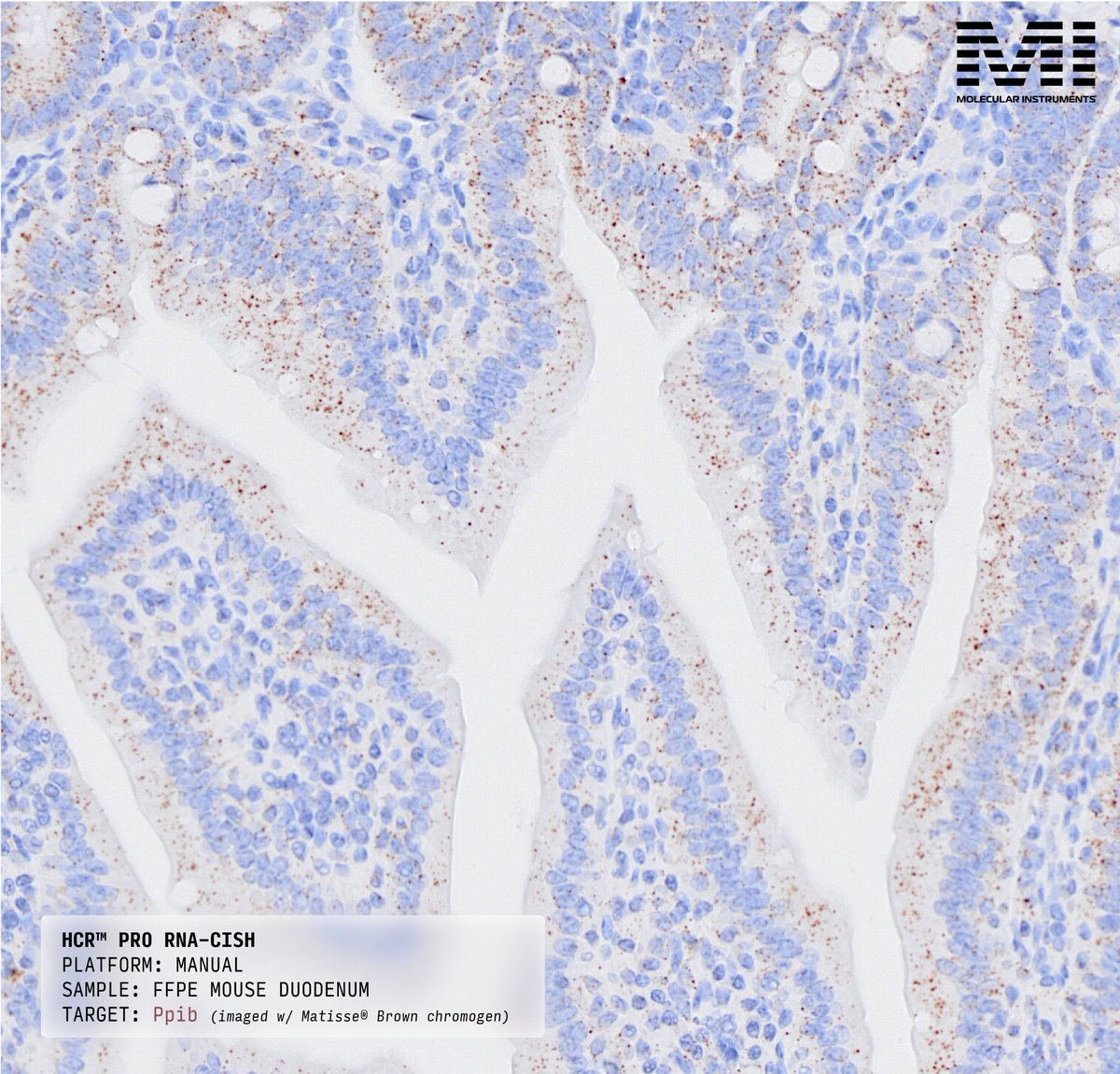 HCRimaging's tweet image. HCR™ Pro RNA-ISH for manual workflows delivers high-fidelity RNA-ISH signal across both brightfield and fluorescence detection modalities – giving you flexibility without having to buy new probes.
Brightfield: Streamline imaging and analysis with Matisse® chromogens. Ideal for…