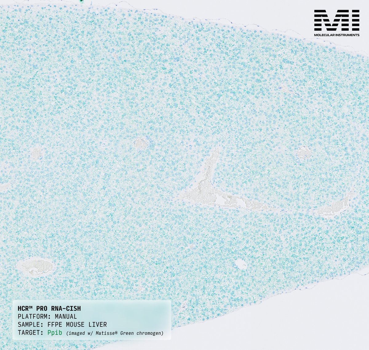 HCRimaging's tweet image. HCR™ Pro RNA-ISH for manual workflows delivers high-fidelity RNA-ISH signal across both brightfield and fluorescence detection modalities – giving you flexibility without having to buy new probes.
Brightfield: Streamline imaging and analysis with Matisse® chromogens. Ideal for…